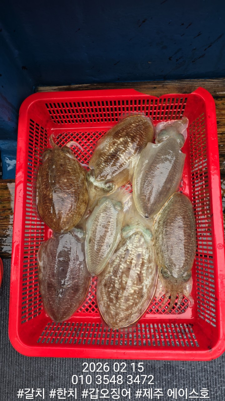 ae502157f1218fc88e5426040f4fc63d_1771210127_2982.jpg ae502157f1218fc88e5426040f4fc63d_1771210127_2982.jpg